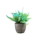 thumbnail image 2 of Ounissouiy Árbol artificial del dinero de la durabilidad duradera verde en el suculento artificial elegante respetuoso del medio ambiente del Decoración Rosa azul, 2 of 6