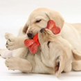 thumbnail image 4 of Bone Rubber Teeth Stick Beef Flavor wear-Resistant bite Cleaning Dog Toy (Color : Red), 4 of 5