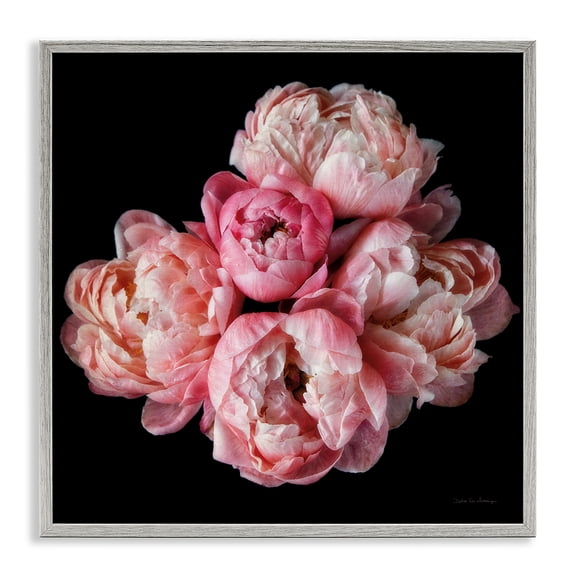 Stupell Industries Traditional Peonies on Black Gray Framed Giclee Art, 12 x 12, by Debra Van Swearingen