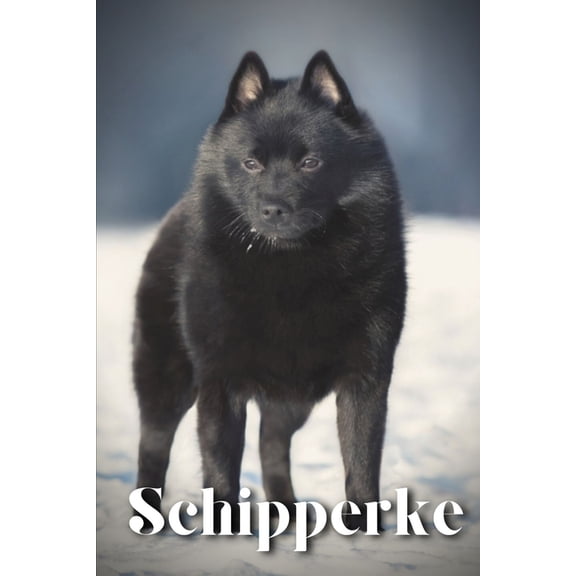 Schipperke : Dog breed overview and guide (Paperback)