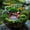Color C, variant on Miniature Japanese Zen Garden Bridge Pavilion Rockery Decorative Set Bonsai Terrarium Tabletop Ornament Sculpture Statue Accessories Color C 3.1x2x3.4cm