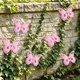 thumbnail image 5 of Butterflys Wall Decoration Outdoor Fence Decoration Garden And Courtyard Ornaments Handicrafts, 5 of 7