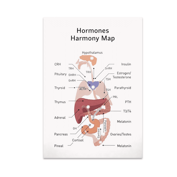 Endocrine System Wall Art - Biology Enthusiast - 13x19 Poster Print