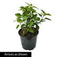 thumbnail image 3 of 1 Gal. Pot, Pee Gee Paniculata Hydrangea Shrub Deciduous Flowering Shrub - 1 plant per offer, 3 of 3