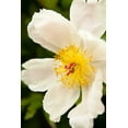thumbnail image 2 of Karyn Millet 13x18 Gallery Wrapped Canvas Wall Art Titled - Peony Japonica I, 2 of 4