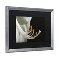 thumbnail image 2 of Trademark Fine Art 'Intimate Amaryllis' Canvas Art by Kurt Shaffer, 2 of 4