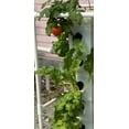 thumbnail image 6 of STANDARD HYDROPONIC TOWER - EXOTOWER 4 Tier KIT INDOOR HYDROPONIC GARDEN - VERTICAL HYDROPONIC GARDEN WITH IRRIGATION BLOCK AND LID for indoor and outdoor use, 6 of 8