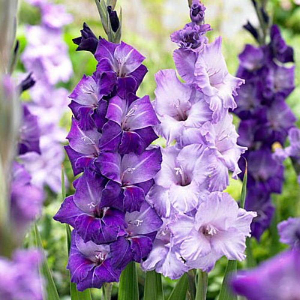 Blue Moon Mix Large Flowering Gladiolus 10 Bulbs