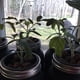 thumbnail image 5 of 10pcs Garden Aquaculture Planting Cup Black Average Dimension ANGGREK Otros, 5 of 7