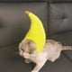 thumbnail image 5 of Popular! Funny Pet Costumes, Cats And Dogs Transformed Into Funny Holiday Costumes, Banana Hats And Headgear, 5 of 5