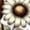 White, variant on Teddy Bear With Daisy Women's Black Crew Neck Short Sleeve Crop Tee-Medium