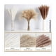 thumbnail image 2 of Pampas Secas 60 Pzs Plantas Decorativas Flores Artificiales beige/cafe, 2 of 4