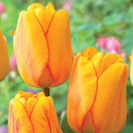 Blushing Apeldoorn Darwin Tulip - 8 Bulbs 12/+ cm - Fragrant - Orange and Red Blooms