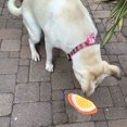 thumbnail image 5 of 4 piezas de juguete para perros con forma de fruta, juguete para perros con forma de comida, juguete para perros con chirrido, juguete para cachorros, 5 of 5