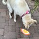 thumbnail image 5 of 4 juguetes de frutas para perros con forma de comida, juguete de peluche con chirrido para cachorros., 5 of 5