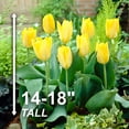 thumbnail image 4 of Garden State Bulb Fosteriana Yellow Emperor Tulip Flower Bulbs, 12/+ cm (Bag of 100), 4 of 8