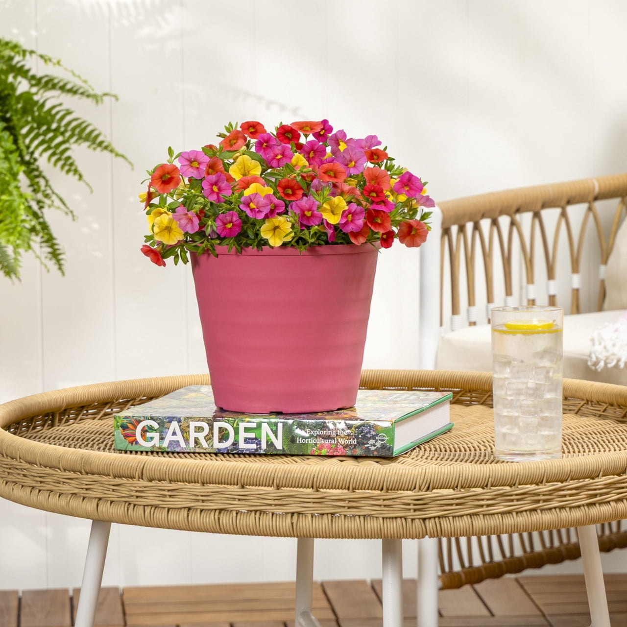 Expert Gardener 3QT Multicolor Calibrachoa Fruit Cocktail Live Annual Plant Decorative Pot Sun