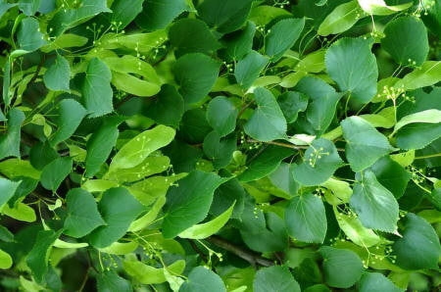 Spikenard Green Wild Crafted Essential Oil 10 ml (1/3 fl oz) - 100% Pure and Natural by Silky Scents