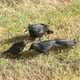 thumbnail image 5 of Modelo de simulación de pájaros negros Fiudx suministros para decoración de fiestas espeluznantes, 5 of 7