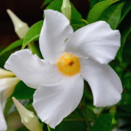 Fragrant Climbing Dipladenia Pink Flower Plant, 6inch Pot by