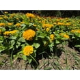 thumbnail image 5 of 250 Yellow CANARY BIRD ZINNIA Elegans Flower Seeds, 5 of 8