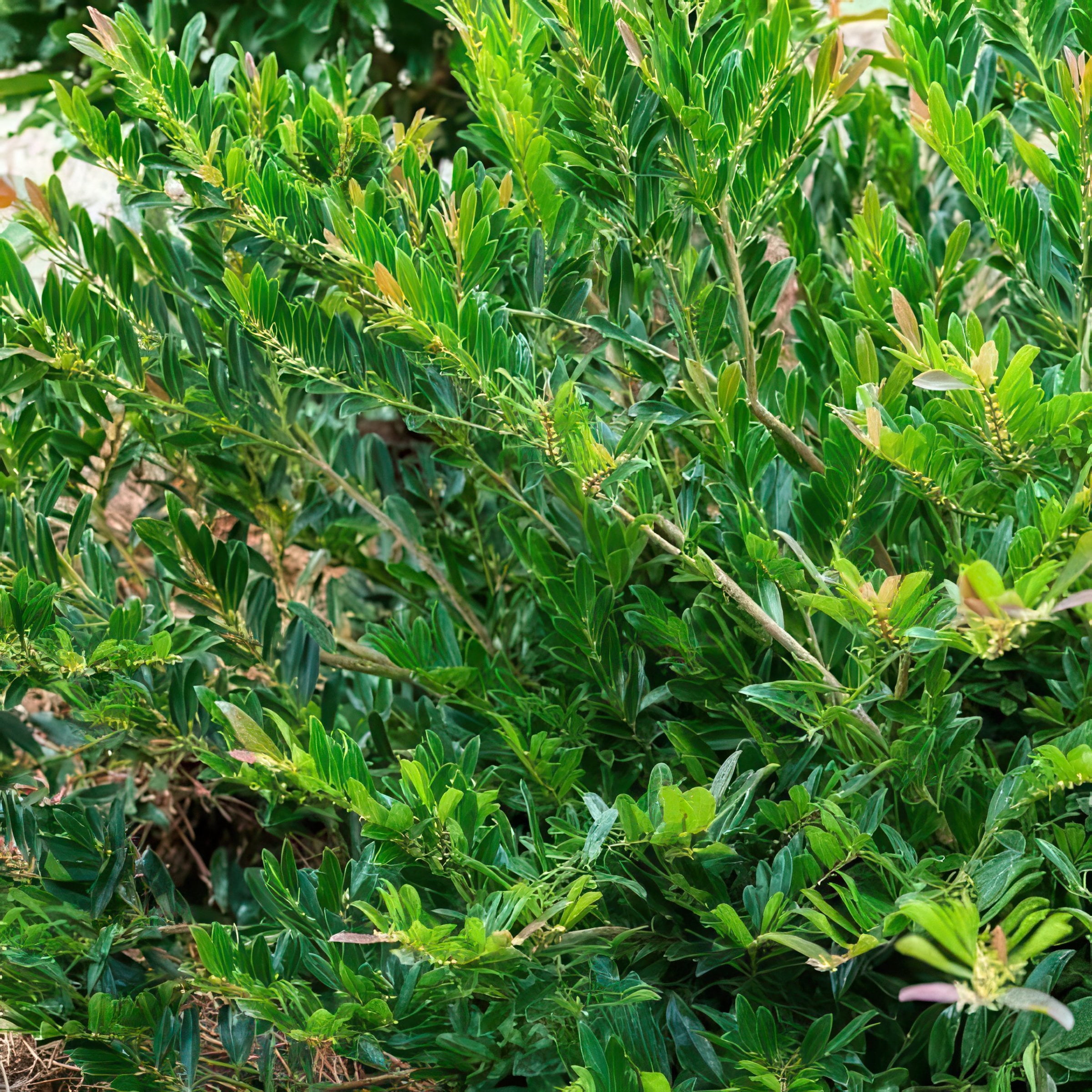 National Plant Network 3 gal. Distylium Cast In Bronze