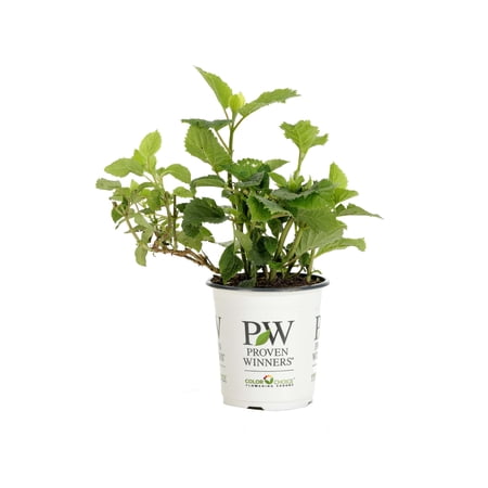Proven Winners ColorChoice 6" Pink Invincibelle Mini Mauvette Smooth Hydrangea Live Plant in 7.5" Pot