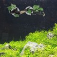 thumbnail image 2 of SHISUYAN 1 Pce Ornement de Racine en Rotin Ornement d'Aquarium Décor de Racine d'Arbre en Résine, 2 of 7