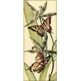 thumbnail image 2 of Vision Studio 8x14 Black Ornate Wood Framed with Double Matting Museum Art Print Titled - Butterfly Beauty I, 2 of 4