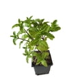 thumbnail image 2 of 3 Mojito Mint Plants Herb - Hardy Perennial - in 4 inch pots, 2 of 5