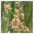 Giant Bulrush, a Great Live Pond Plant for Your Water Garden. Filters ...