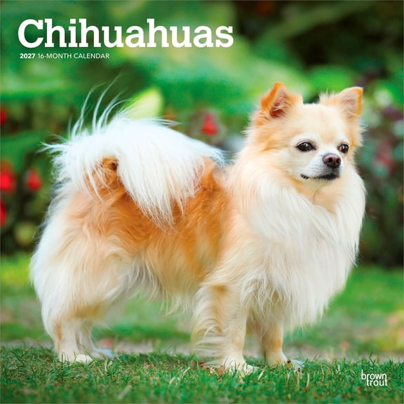 Chihuahuas | 2027 12x24" (Hanging) Wall Calendar | Plastic-Free