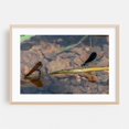 thumbnail image 2 of Damselflies on a Summer Afternoon - York Pennsylvania Photography Insect Dragonfly Nature Wildlife Aquatic Scenic Water Unframed Wall Art Print 32 x 48 inches, 2 of 7