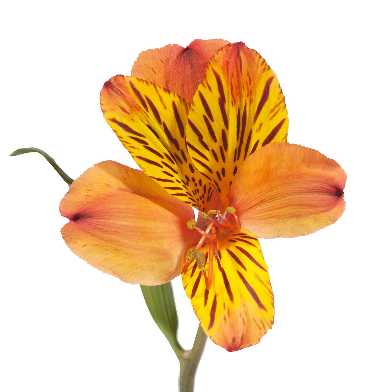 Bloomingmore Fresh Cut Flowers Orange Alstroemeria - 90 Stems