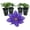 4 Plants, variant on Clematis Olympia - Live Starter Plant in a 2 Inch Growers Pot - Starter Plants Ready for The Garden - Rare Clematis for Collectors