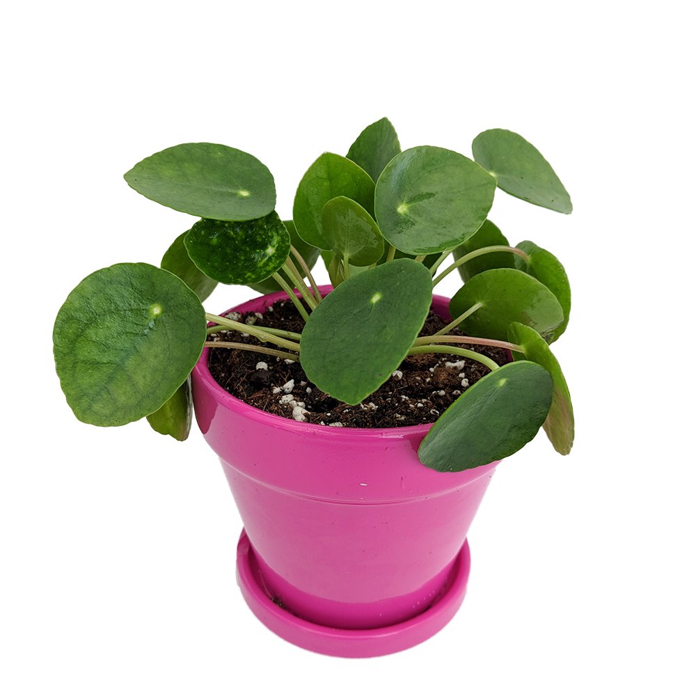 Chinese Money Plant Pass It On Plant Pilea peperomioides4" Ceramic