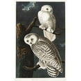 thumbnail image 2 of Audubon, John James 13x18 Gold Ornate Wood Framed with Double Matting Museum Art Print Titled - Snowy Owl, 2 of 4