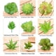 thumbnail image 4 of 10 Piezas de Suculentas Falsas Yuarrent, 4 of 6