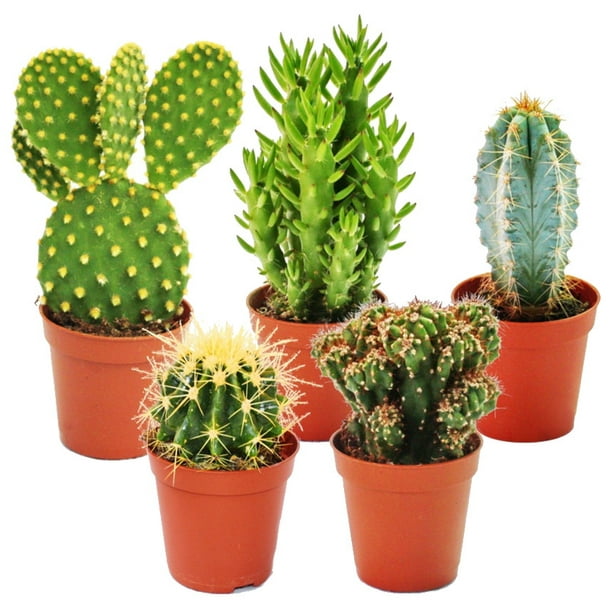 Instant Cactus Collection - 5 Plants - 2