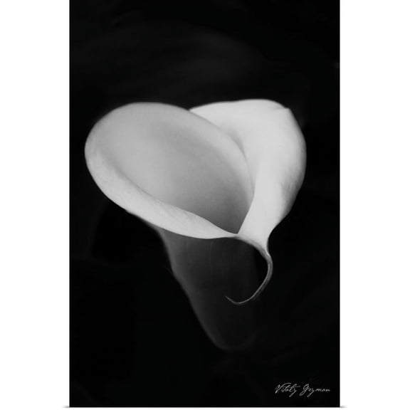 Great BIG Canvas | "Calla Lily I" Art Print - 20x30