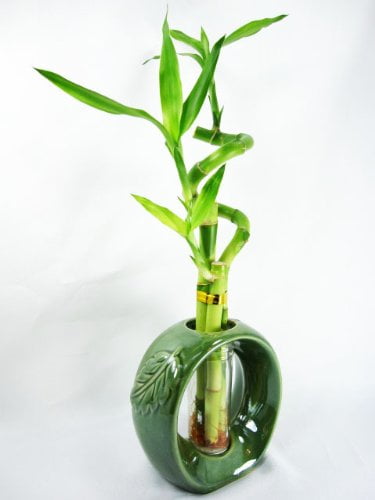 9GreenBox Live 3 Layer Cake Lucky Bamboo Plant Arrangement w/Frog & Lotus Handmade Ceramic Pot 40 stalk *GIFT*