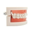 thumbnail image 7 of 2 Pack Dental Adult Standard Teeth Model Fake Denture Mouth Teeth Model Typodont Demonstration Denture Model for Kids Dentist Students Teach Studying Displaying Supplies, 7 of 7