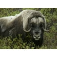 thumbnail image 2 of Morris, Arthur 32x24 White Modern Wood Framed Museum Art Print Titled - Alaska, Nome Musk ox standing in bushes, 2 of 4