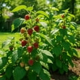 thumbnail image 3 of Raspberry Glencoe Thornless Starter Plants - Set of 2, Full Sun, USDA Zones 4-8, Ships Bare Root, No Pot, 3 of 8