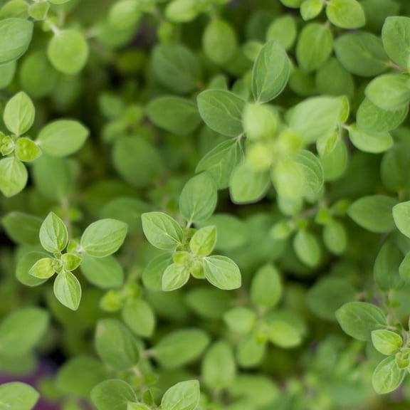 Greek Oregano Plants, 2 Live Herb Plants in 4 in Pots, Aromatic, Non-GMO