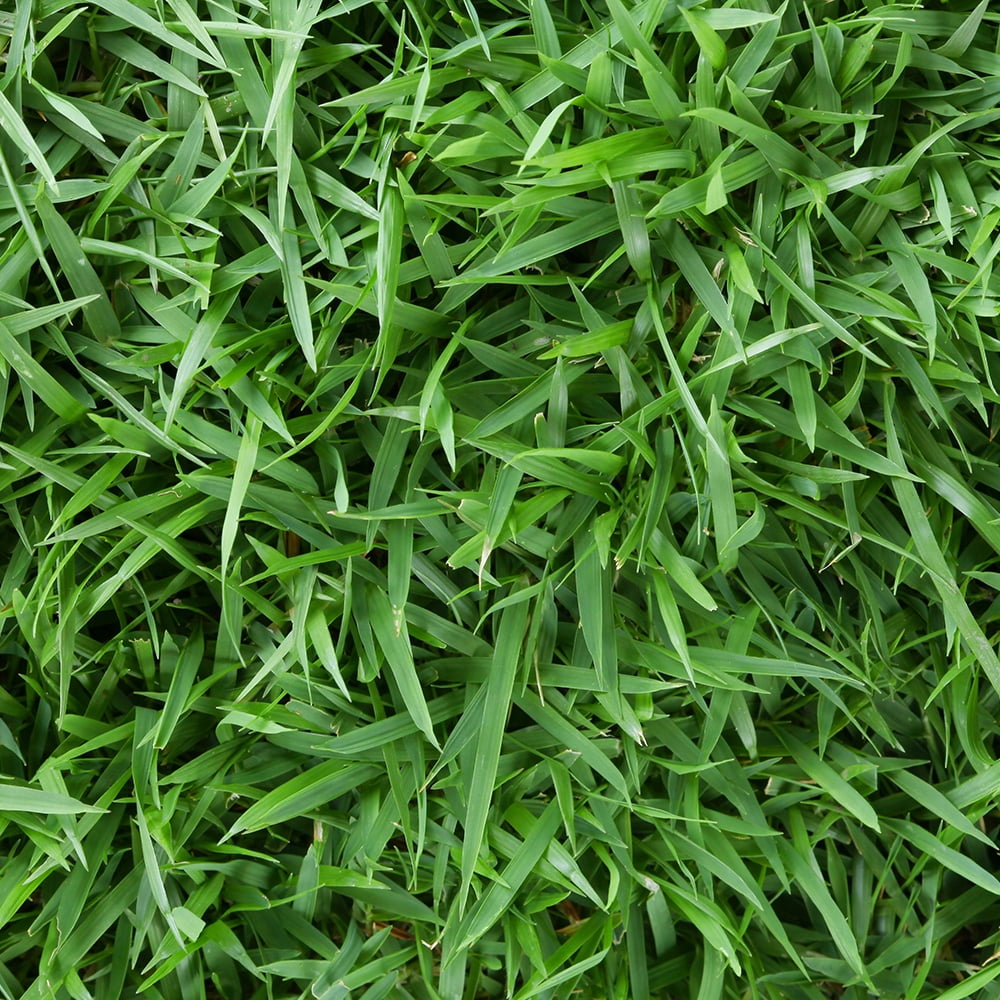 zoysia-500-sq-ft-sod-pallet-walmart-walmart