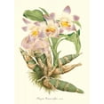 thumbnail image 3 of Stroobant, P. 14x18 Black Modern Framed Museum Art Print Titled - Lavender Orchids I, 3 of 5