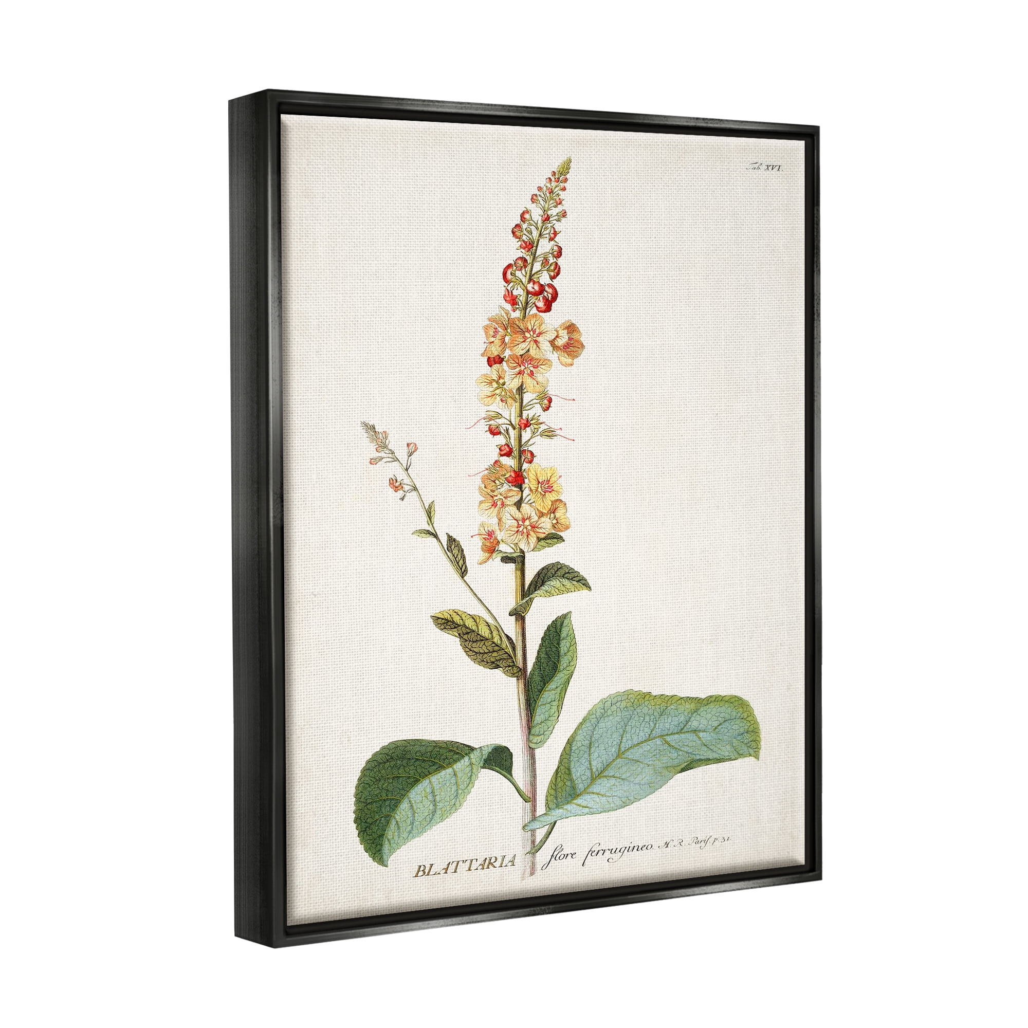 Stupell Industries Botanical Plant Illustration Flowers Vintage Design Jet Black Framed Floating Canvas Wall Art, 16x20, by World Art Group