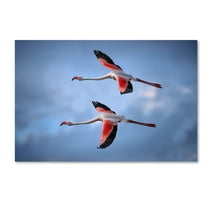 Trademark Fine Art 'Greater Flamingos' Canvas Art by Xavier Ortega