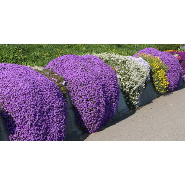 20 Seeds CREEPING THYME Purple Groundcover PERENNIAL HERB Fragrant